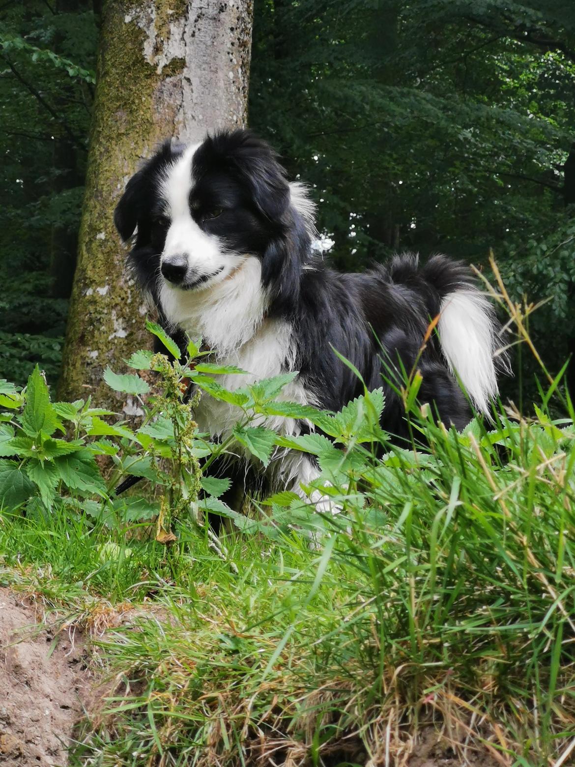 Miniature American Shepherd Nimbus (Truecolorsshining Busy Billybob) billede 1