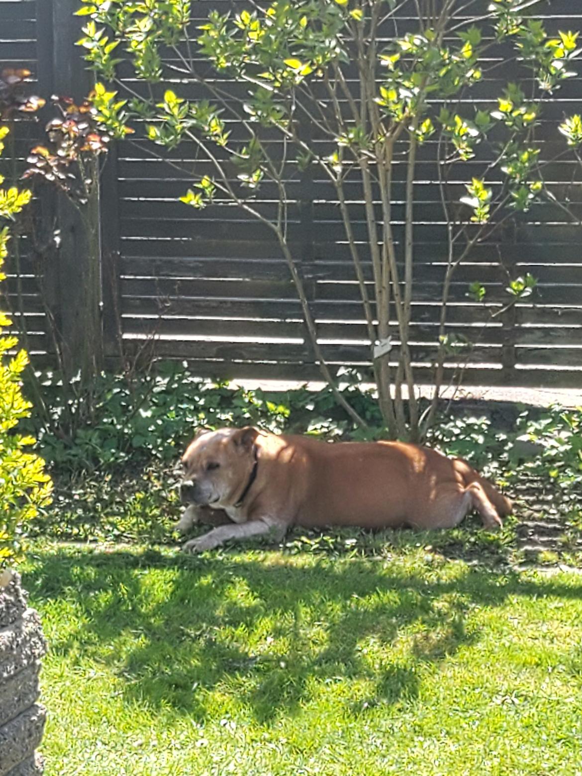 Staffordshire bull terrier Ludwig  - Ludwig ❤03.12.2007 - 10.05.2022💔 billede 43