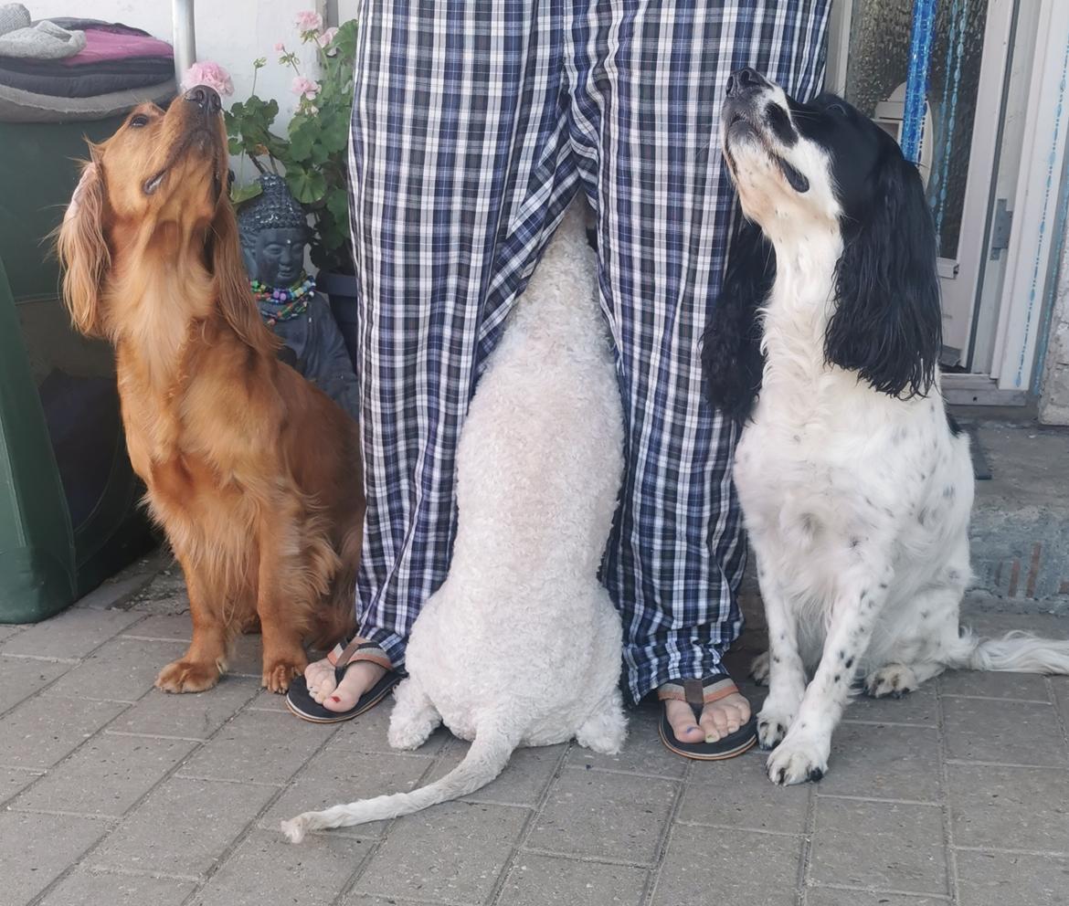 Field Trial Cockerspaniel Kapow  29 juni 2020 - juli 2022 med Elmer og Funky  billede 39