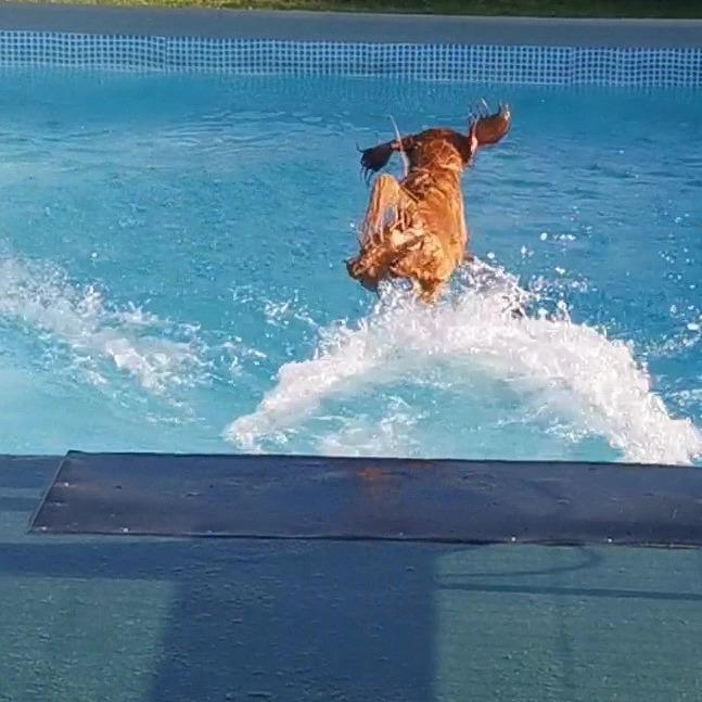 Field Trial Cockerspaniel Kapow  29 juni 2020 - juli 2022 David Hasselhof beware, Kapows in town.  billede 40