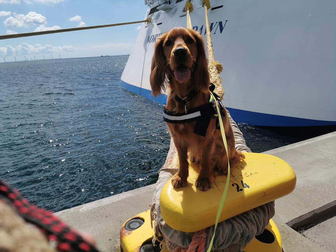 Field Trial Cockerspaniel Kapow  29 juni 2020 - juli 2022 ude omkring  billede 41