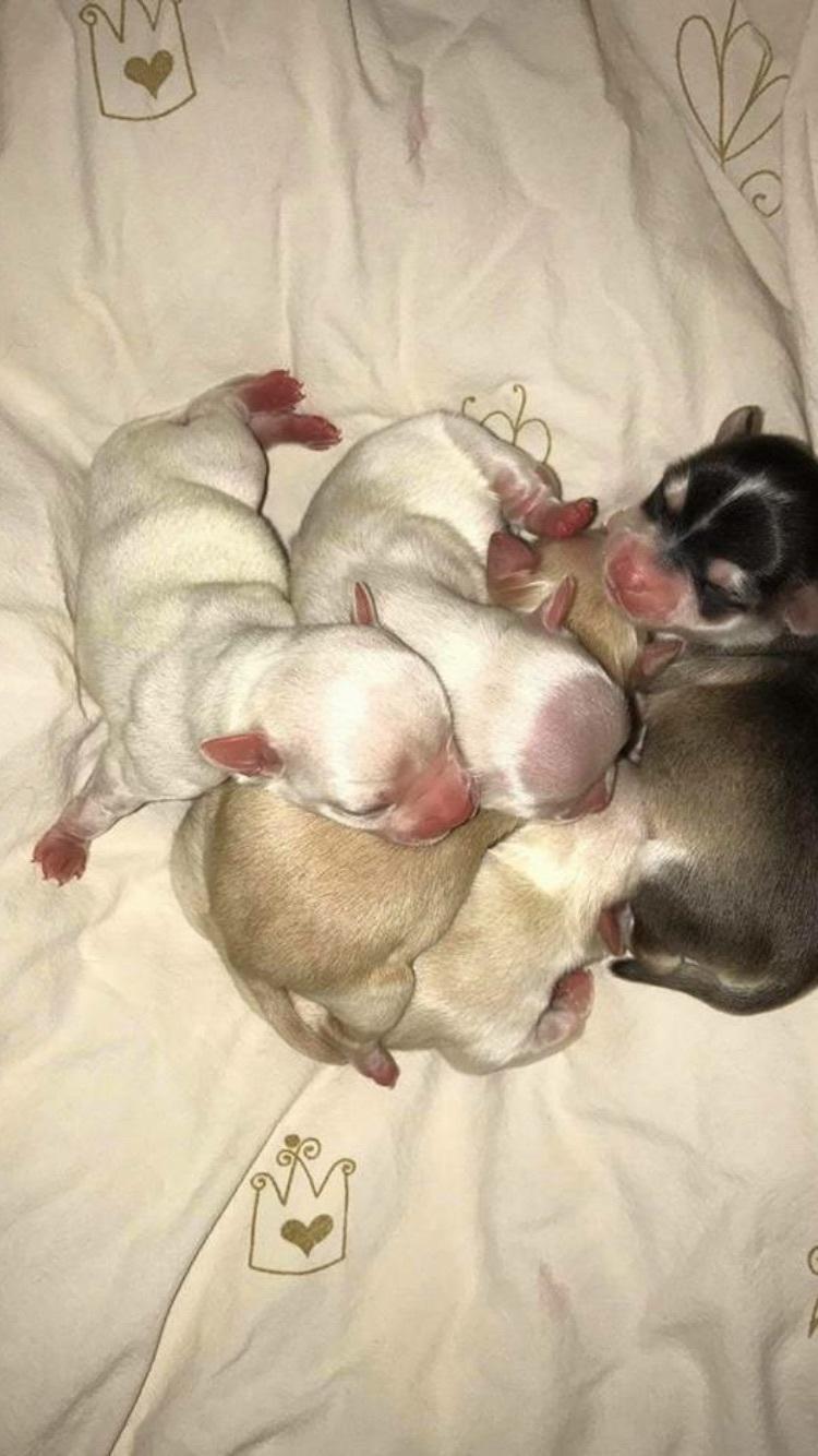 Chihuahua Stars Of Mexico’s Muffi  - M kuldet  billede 2