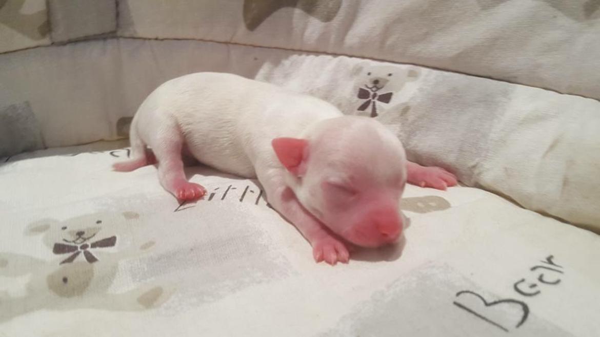 Chihuahua Stars Of Mexico’s Muffi  billede 3