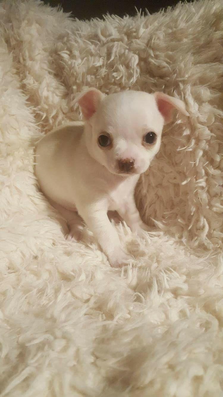 Chihuahua Stars Of Mexico’s Muffi  - Muffi 14 dage gammel  billede 4