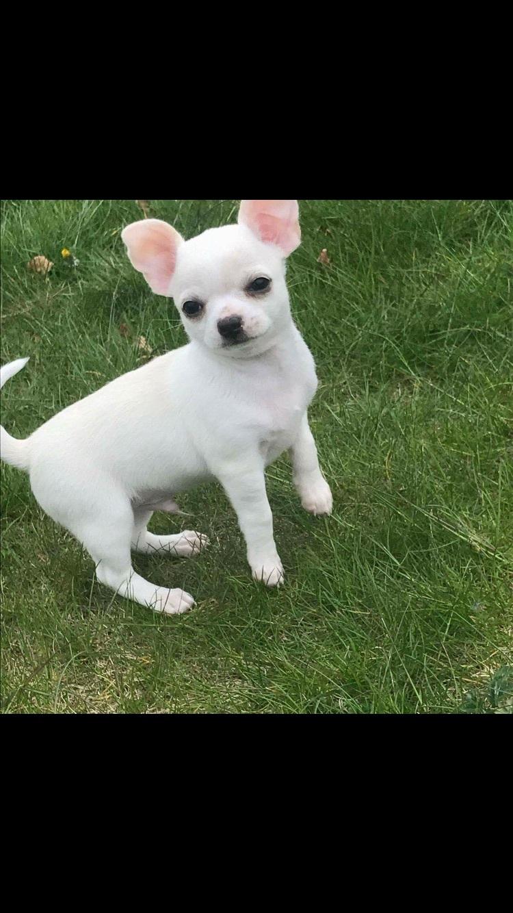 Chihuahua Stars Of Mexico’s Muffi  - Muffi 9 uger gammel billede 5