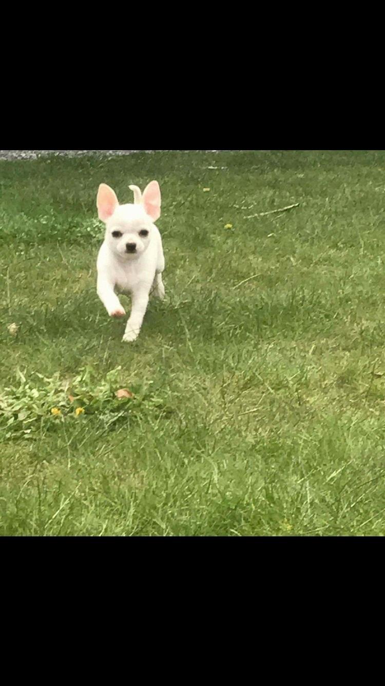 Chihuahua Stars Of Mexico’s Muffi  billede 6