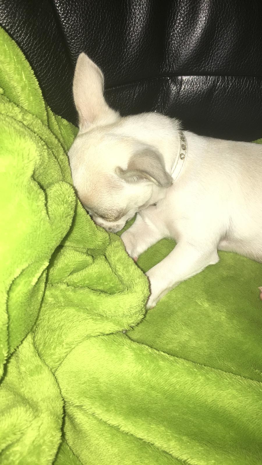 Chihuahua Stars Of Mexico’s Muffi  billede 8