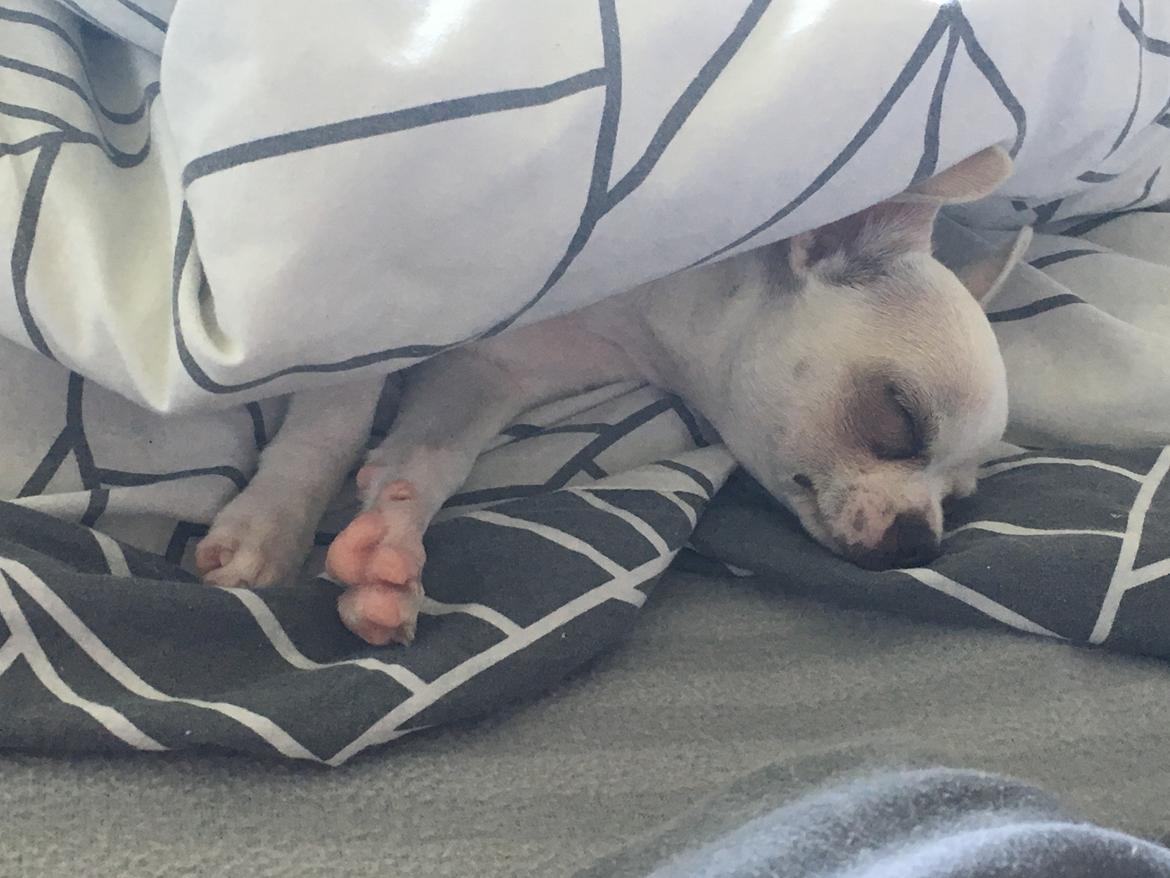 Chihuahua Stars Of Mexico’s Muffi  billede 7