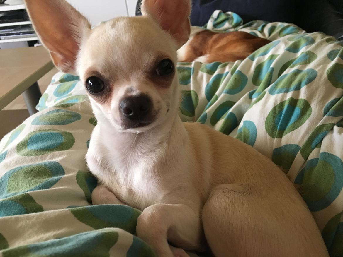 Chihuahua Stars Of Mexico’s Muffi  billede 10