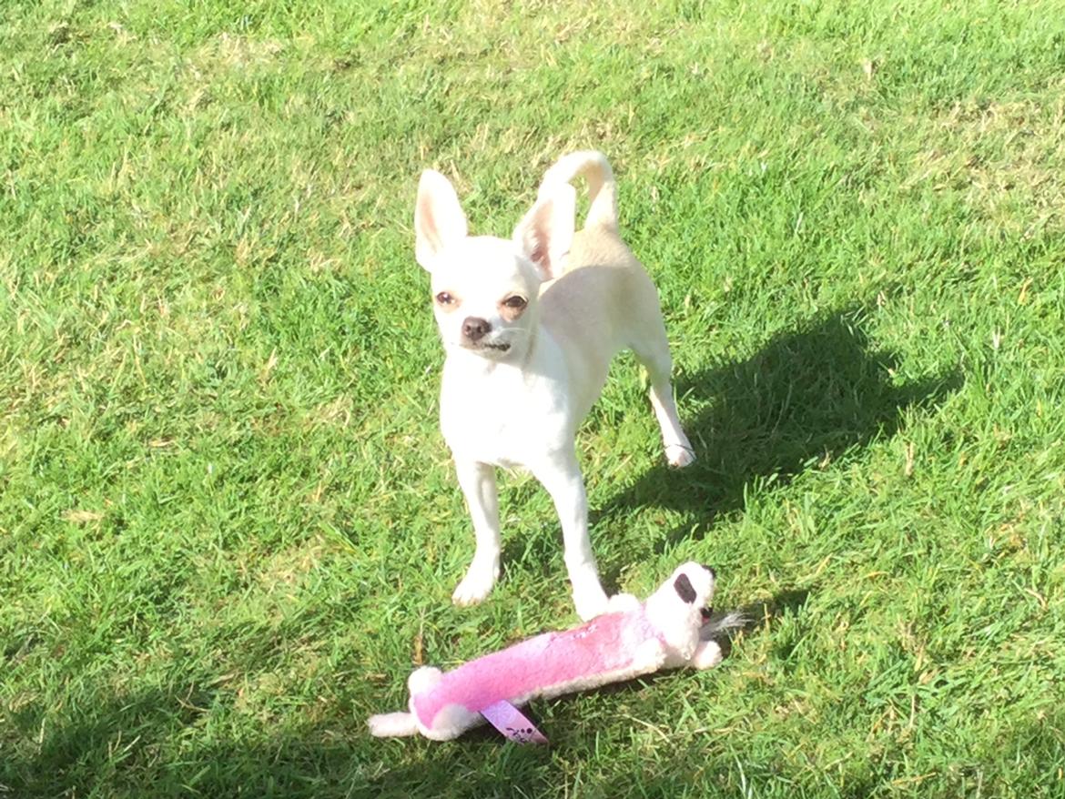 Chihuahua Stars Of Mexico’s Muffi  billede 11