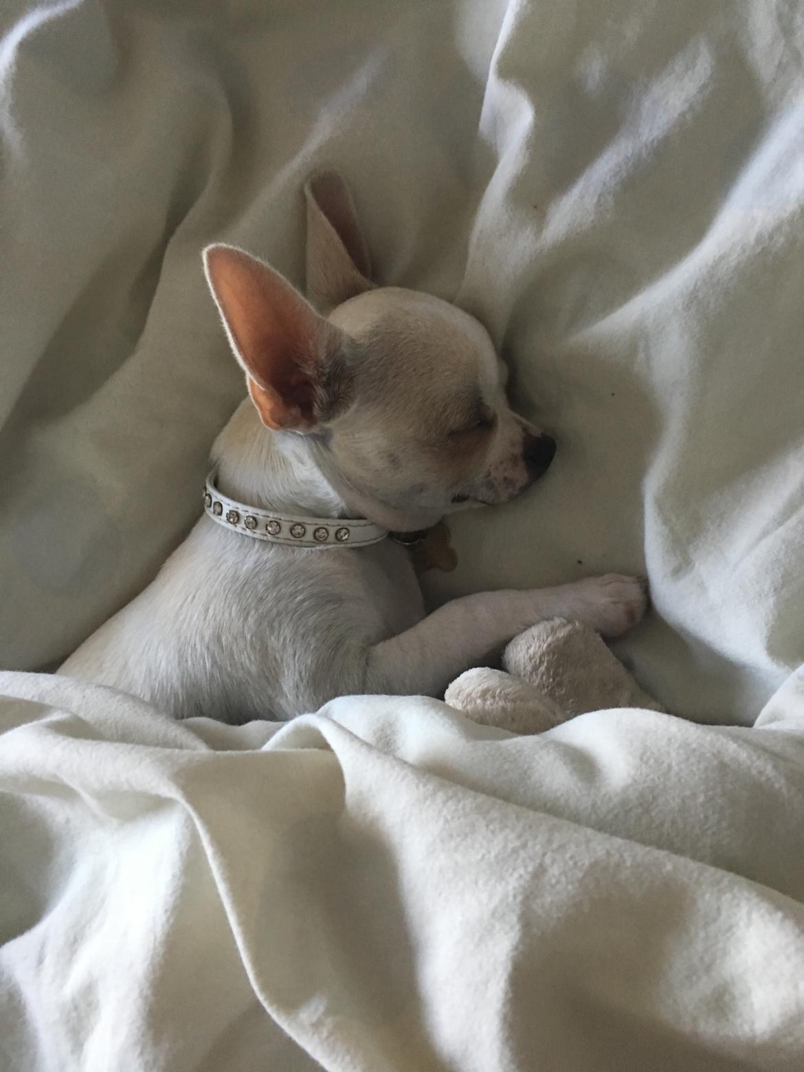 Chihuahua Stars Of Mexico’s Muffi  billede 9