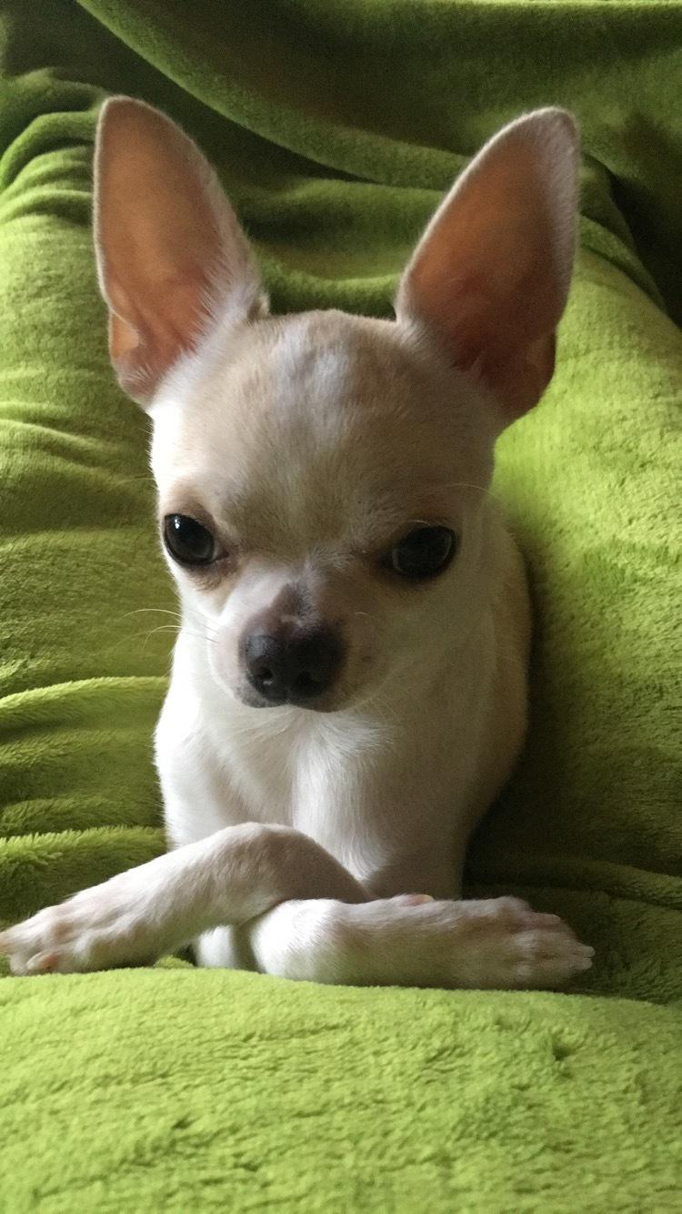 Chihuahua Stars Of Mexico’s Muffi  - “Det er da helt normalt at ligge sådan” billede 13