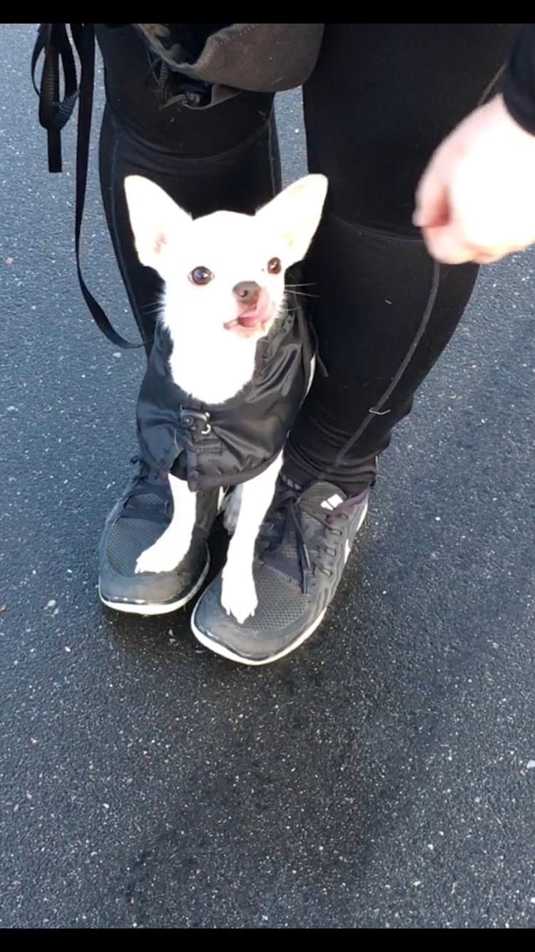 Chihuahua Stars Of Mexico’s Muffi  - “Moraaa kom nu med den godbid” billede 14