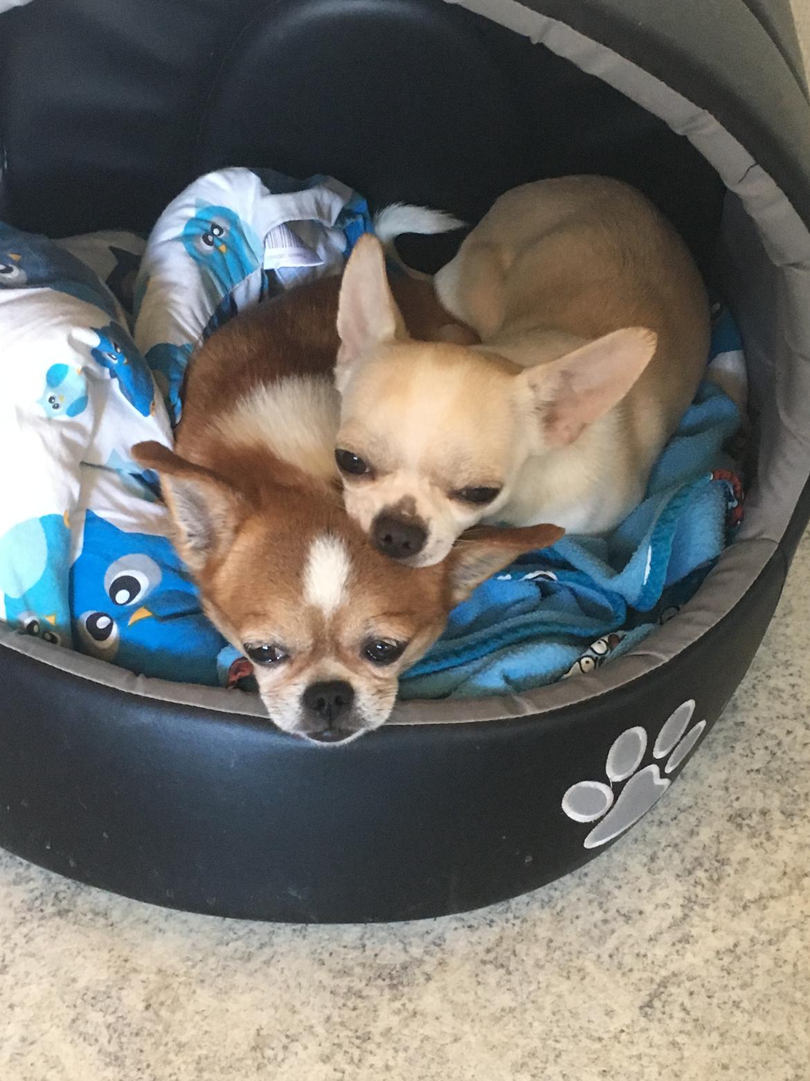 Chihuahua Stars Of Mexico’s Muffi  billede 15