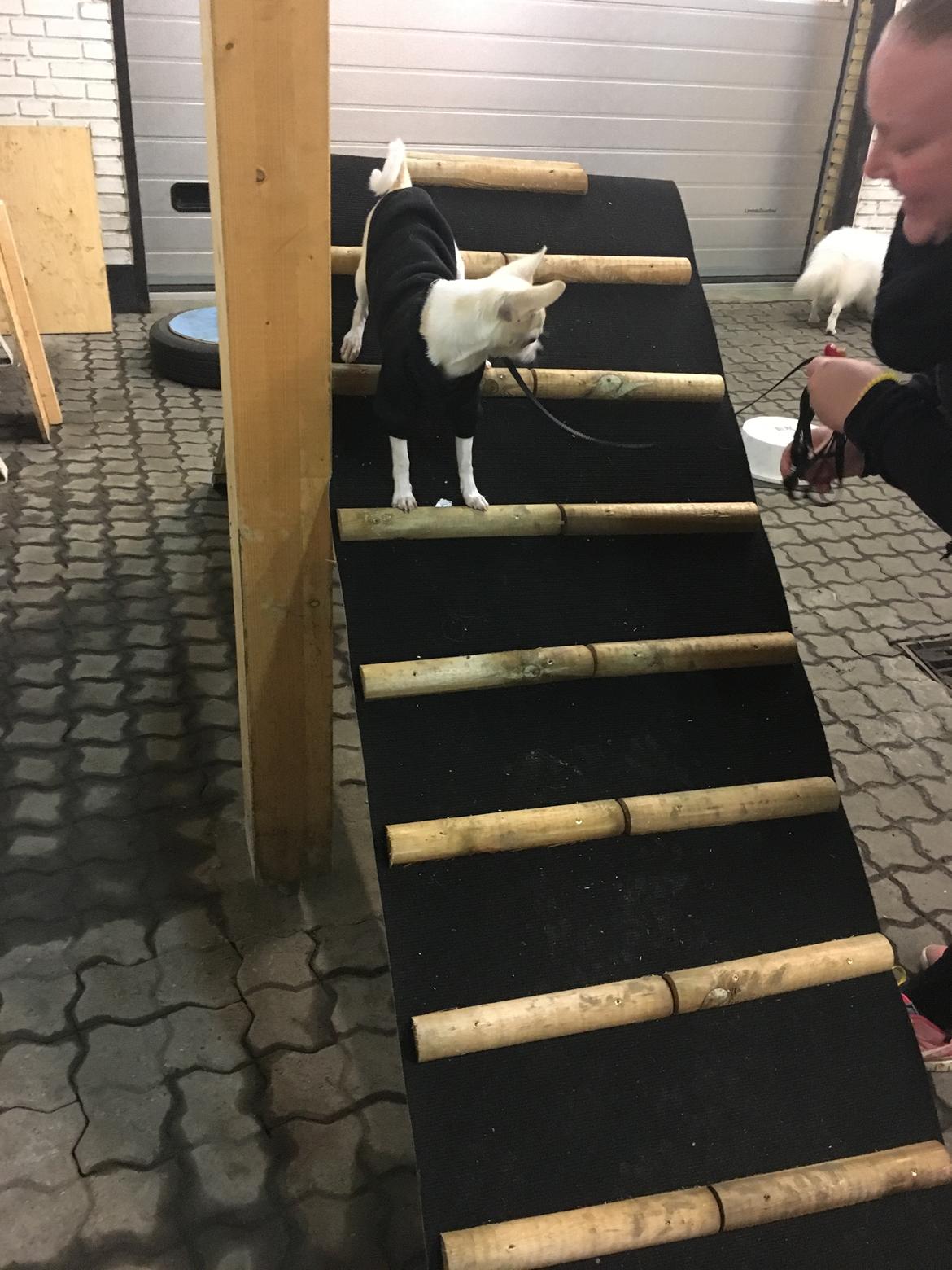 Chihuahua Stars Of Mexico’s Muffi  - Hygge træning  billede 12