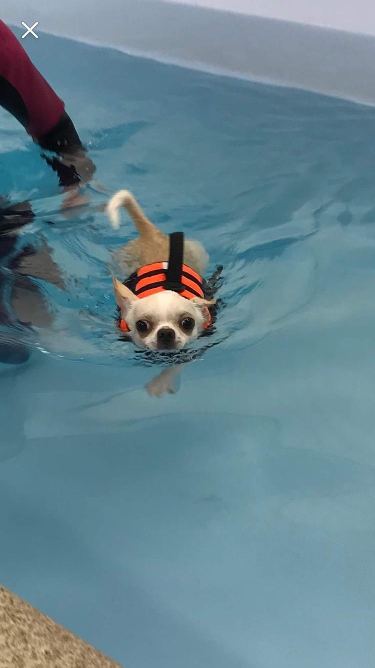 Chihuahua Stars Of Mexico’s Muffi  billede 16