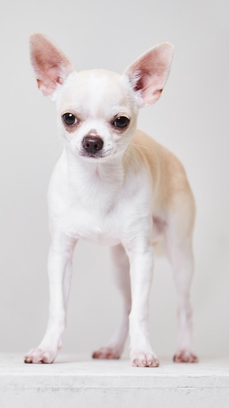 Chihuahua Stars Of Mexico’s Muffi  billede 18