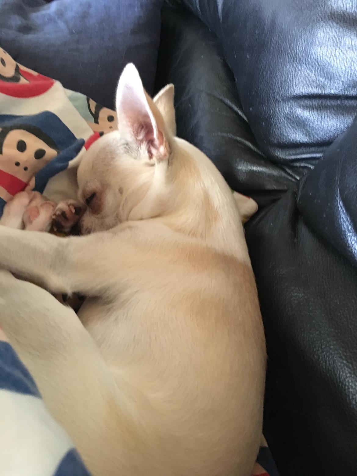 Chihuahua Stars Of Mexico’s Muffi  billede 17