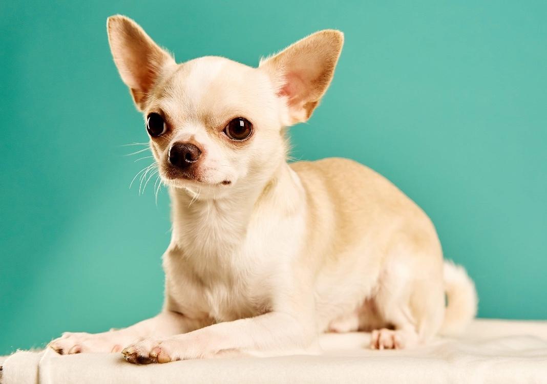 Chihuahua Stars Of Mexico’s Muffi  billede 19