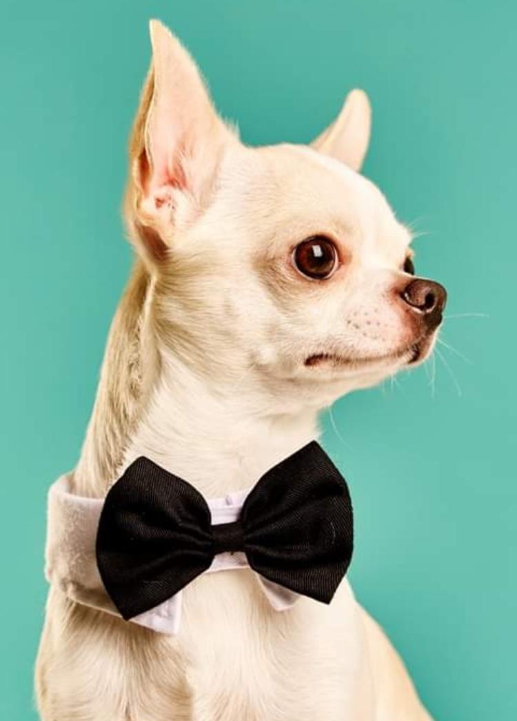 Chihuahua Stars Of Mexico’s Muffi  billede 20