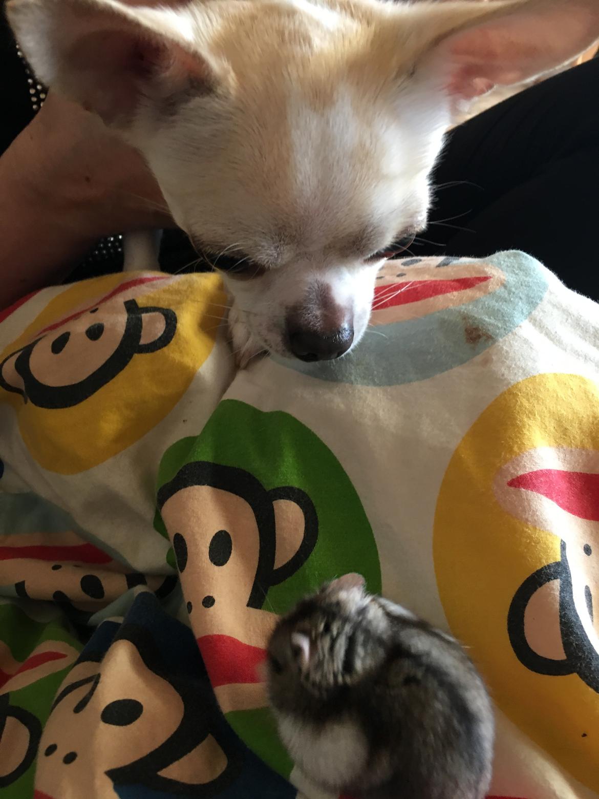 Chihuahua Stars Of Mexico’s Muffi  - “Hvad er du for en lille en” billede 21