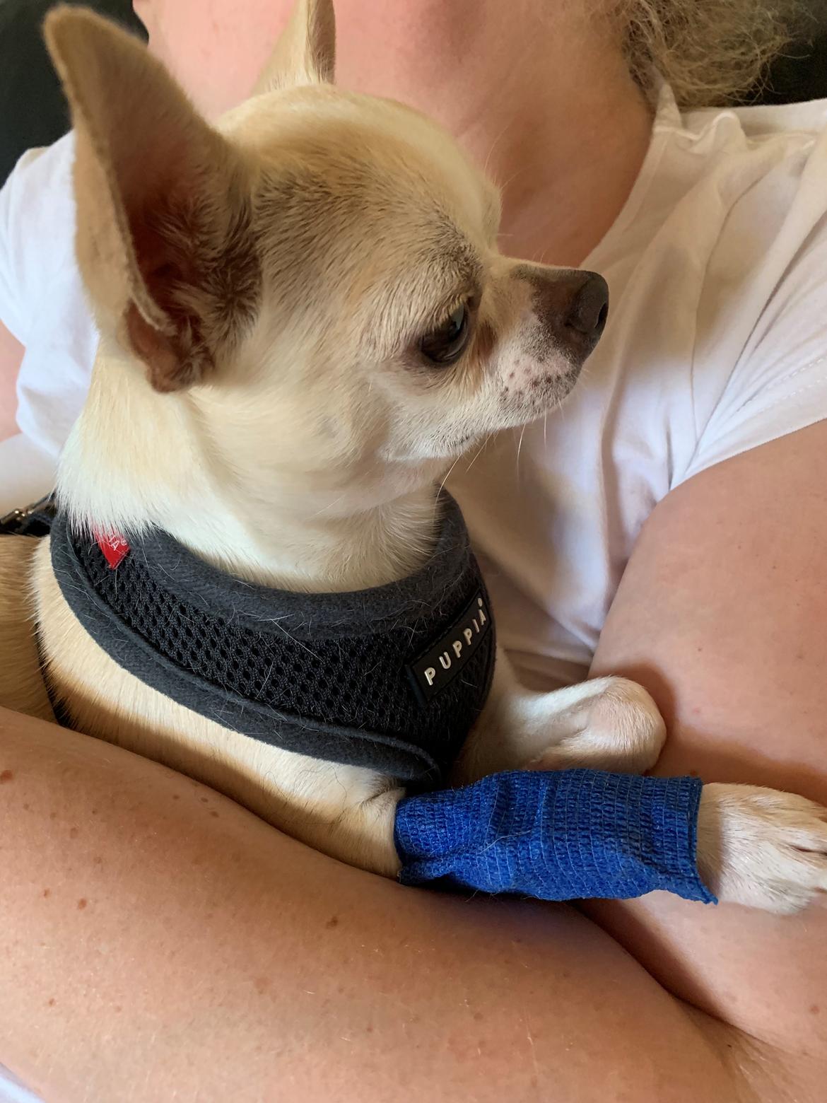 Chihuahua Stars Of Mexico’s Muffi  - Muffi dagen før han blev opereret for han brækket ben 😓 billede 22