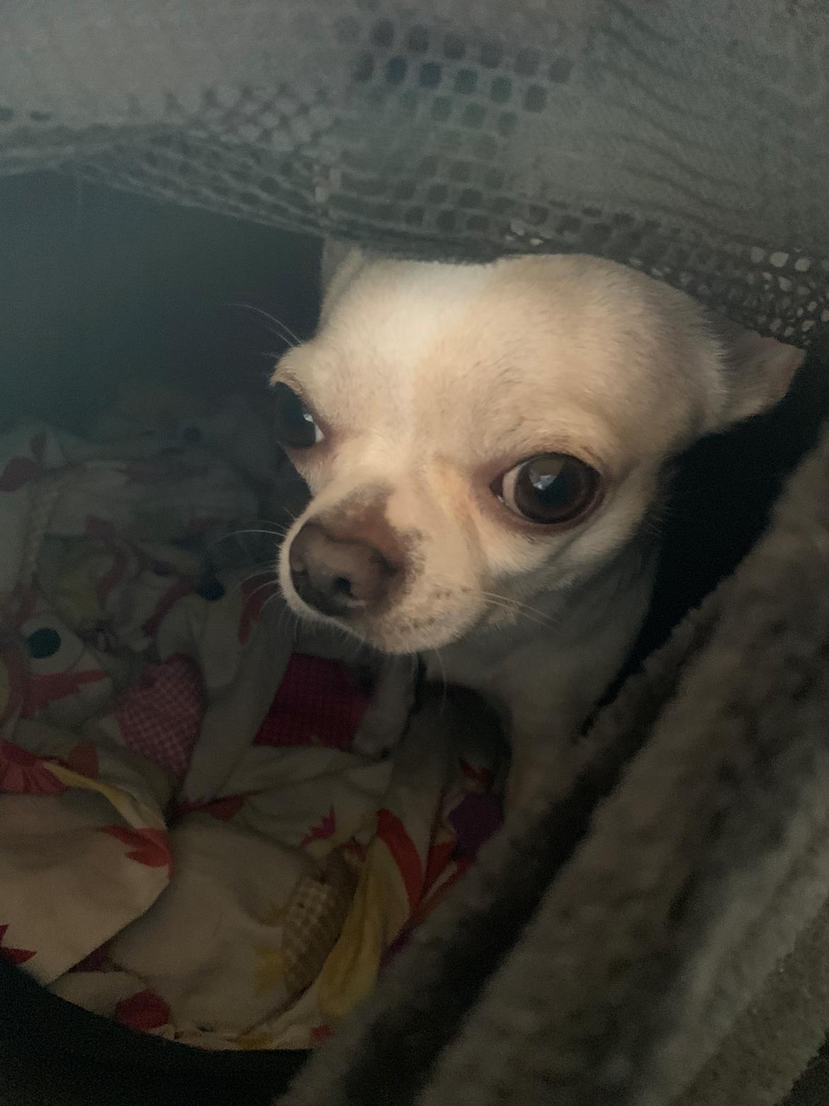 Chihuahua Stars Of Mexico’s Muffi  billede 23