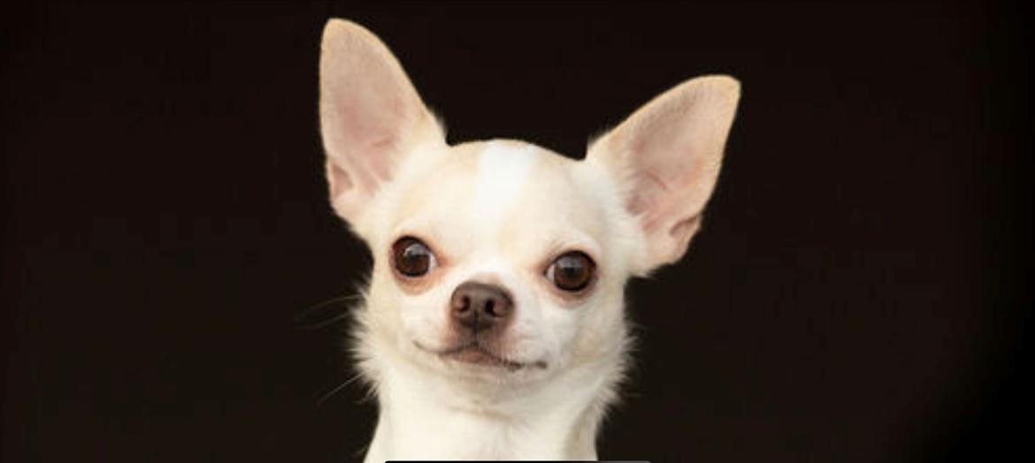 Chihuahua Stars Of Mexico’s Muffi  billede 24