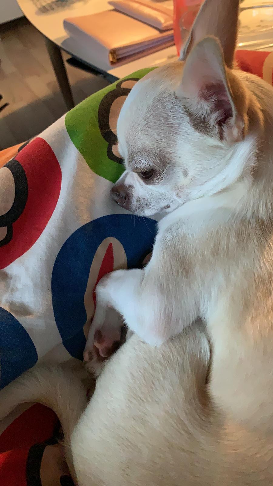 Chihuahua Stars Of Mexico’s Muffi  billede 25