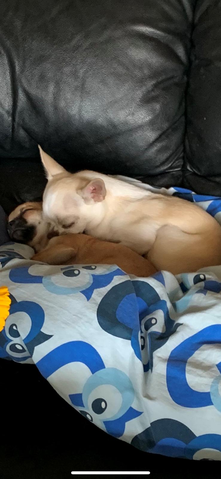 Chihuahua Stars Of Mexico’s Muffi  - Muffi og Matti ren kærlighed ❤️ billede 27