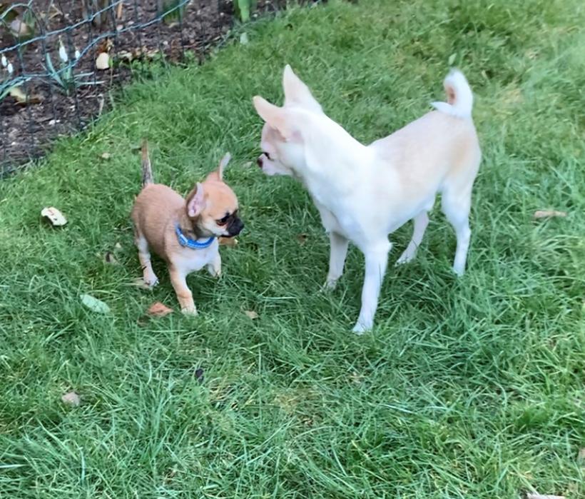 Chihuahua Stars Of Mexico’s Muffi  - Muffi møder Matti for første gang  billede 26