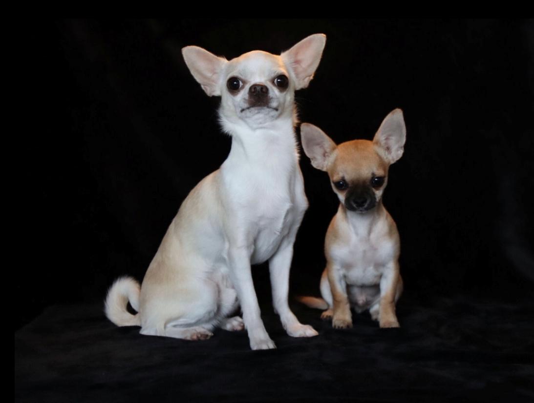 Chihuahua Stars Of Mexico’s Muffi  billede 28