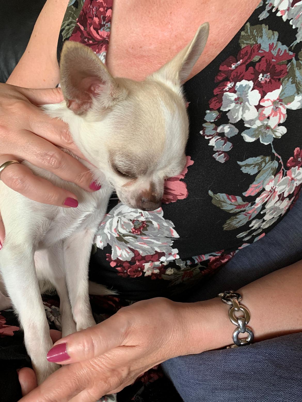 Chihuahua Stars Of Mexico’s Muffi  - Hygge med mormor  billede 29
