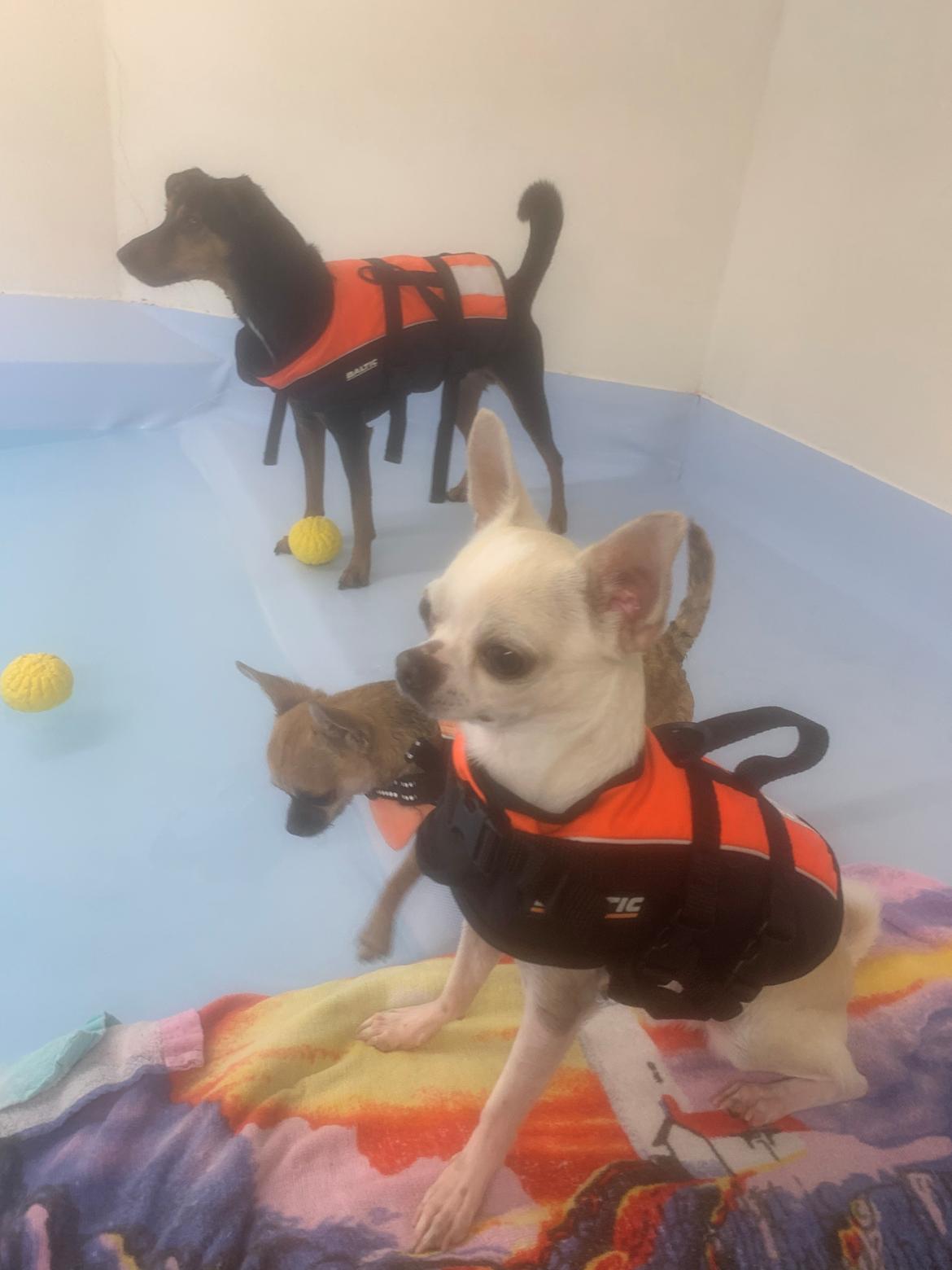 Chihuahua Stars Of Mexico’s Muffi  billede 30