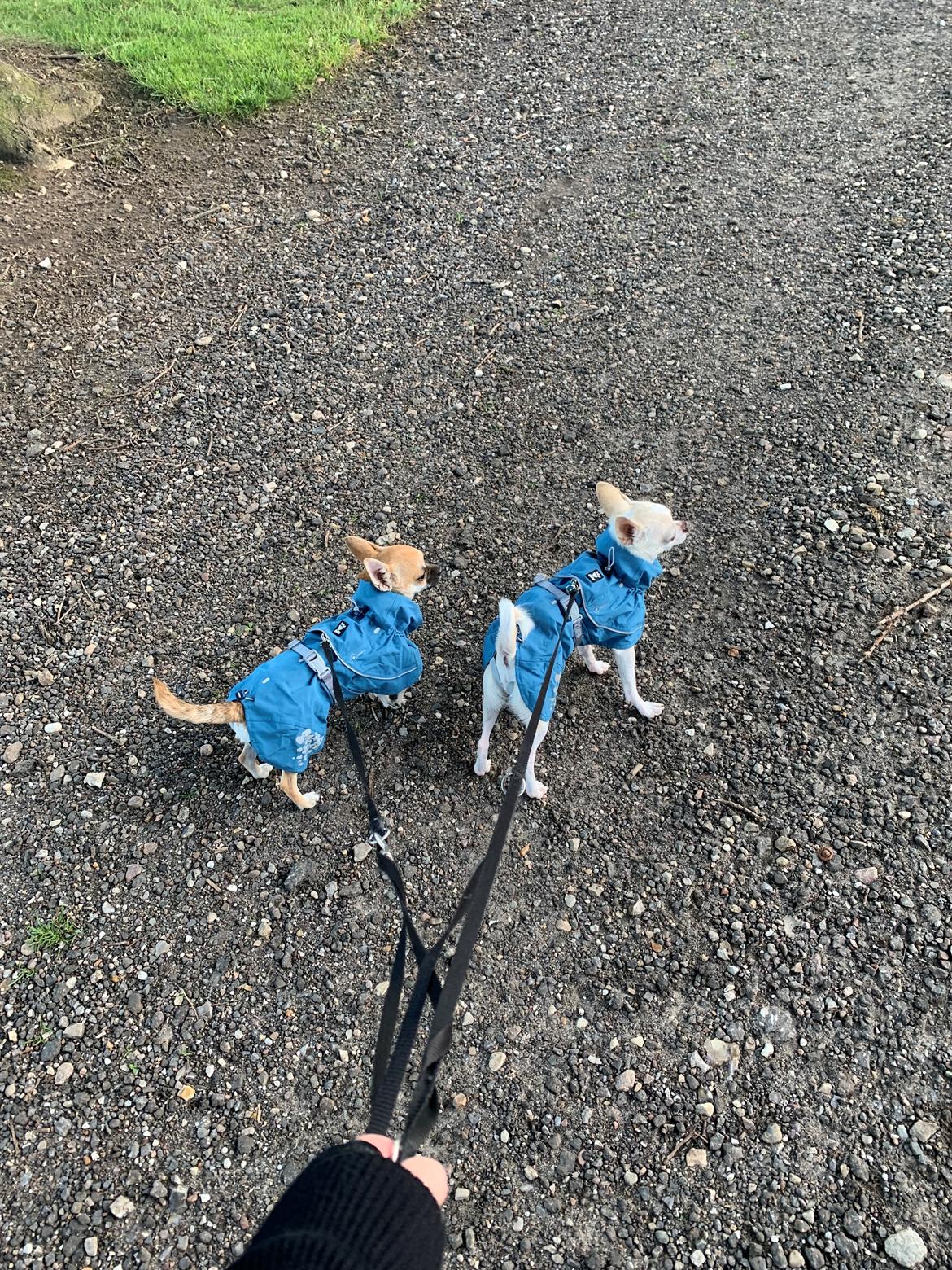 Chihuahua Stars Of Mexico’s Muffi  billede 31