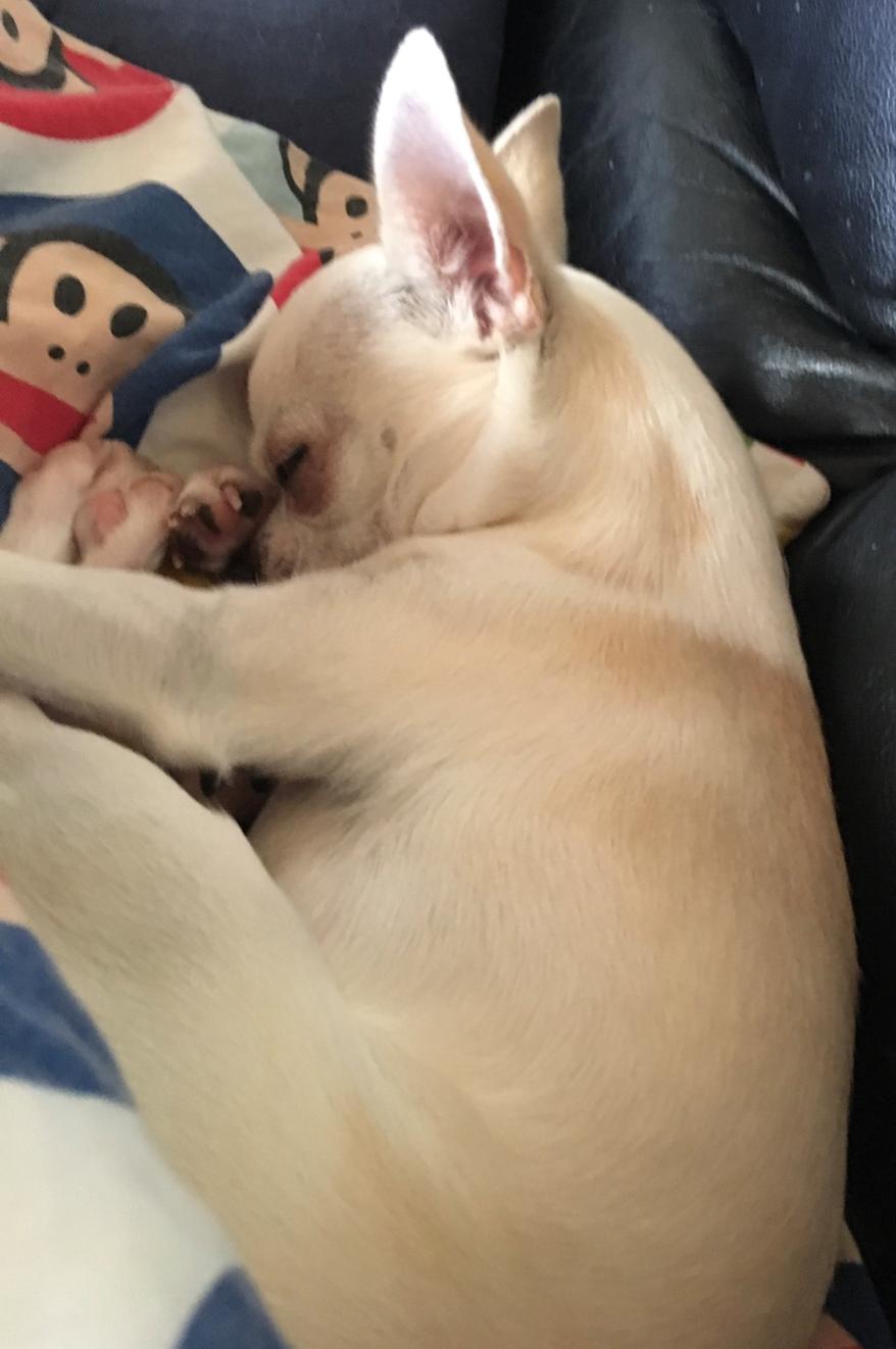 Chihuahua Stars Of Mexico’s Muffi  billede 32