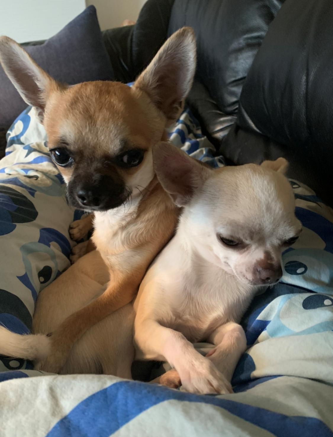 Chihuahua Stars Of Mexico’s Muffi  - Det kan til tider godt være hårdt at ha en lillebror  billede 33