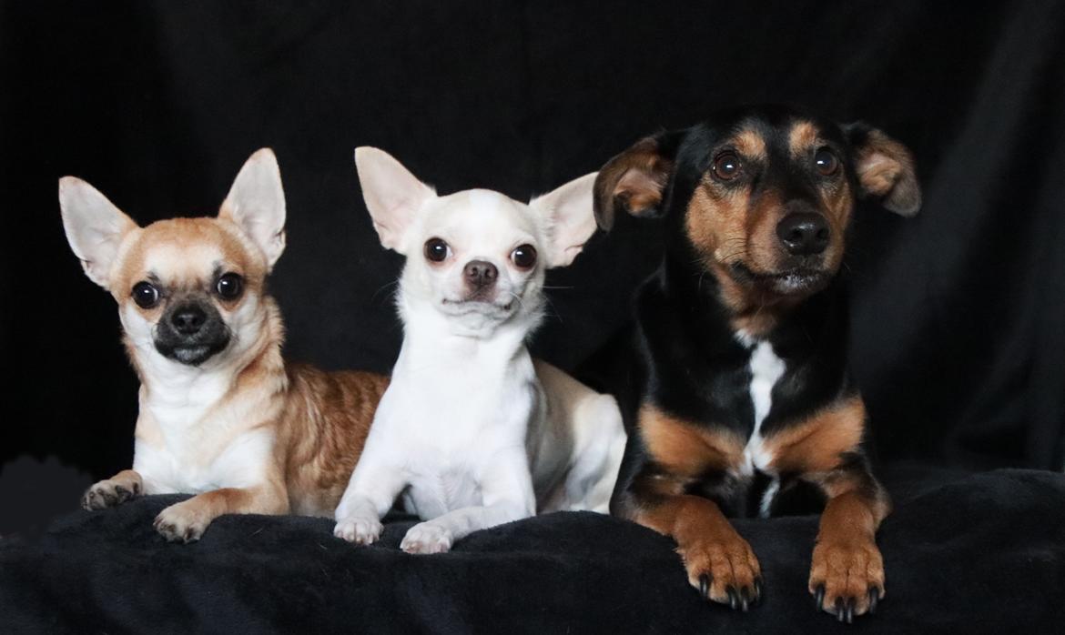 Chihuahua Stars Of Mexico’s Muffi  billede 34