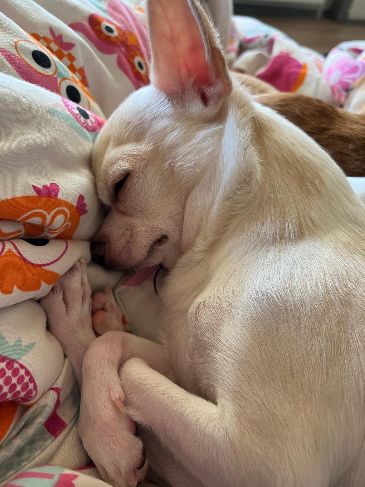 Chihuahua Stars Of Mexico’s Muffi  billede 35