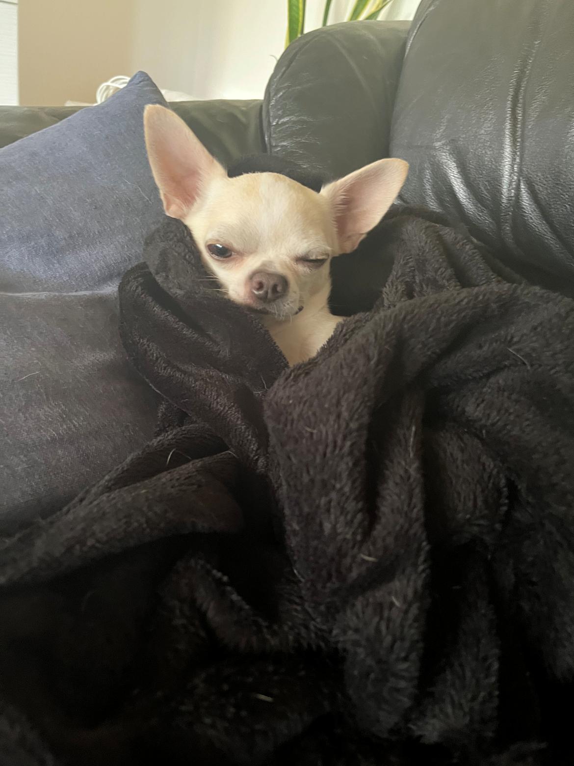 Chihuahua Stars Of Mexico’s Muffi  billede 36