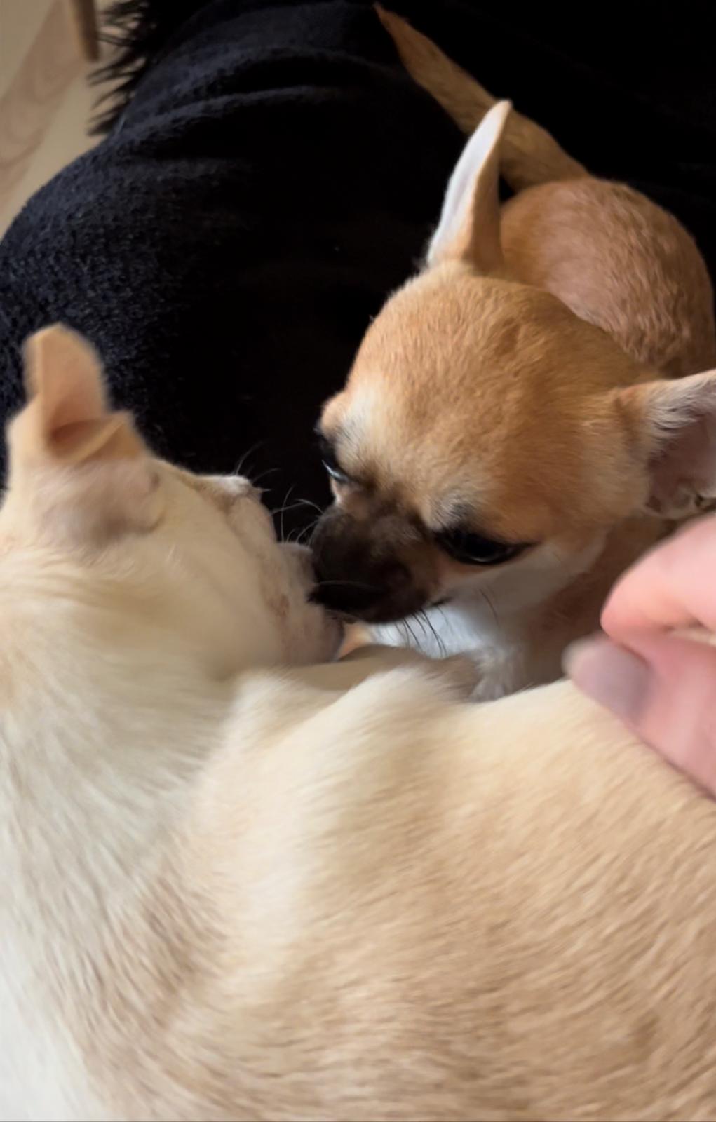 Chihuahua Stars Of Mexico’s Muffi  - Muffi mysser med Matti ❤️ billede 37