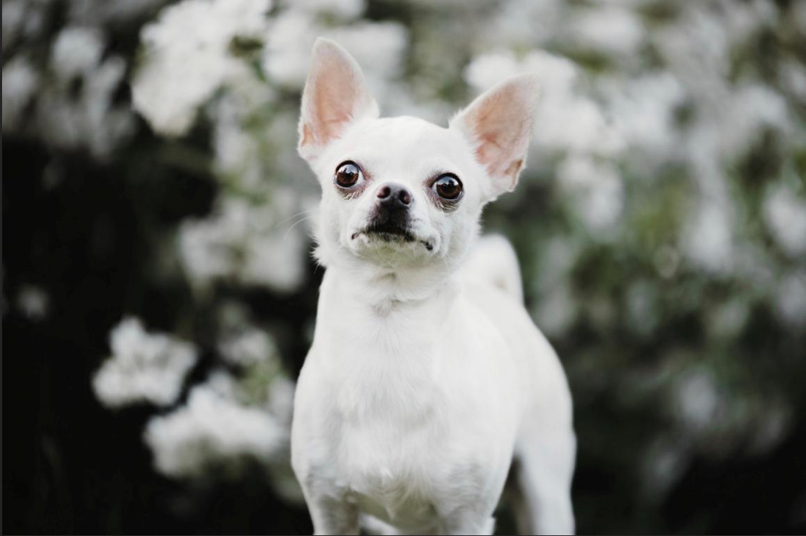 Chihuahua Stars Of Mexico’s Muffi  billede 39