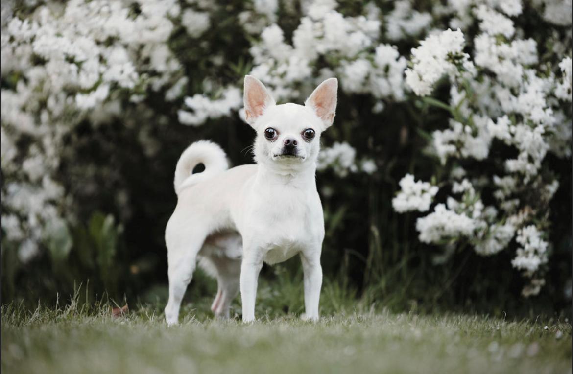 Chihuahua Stars Of Mexico’s Muffi  billede 40