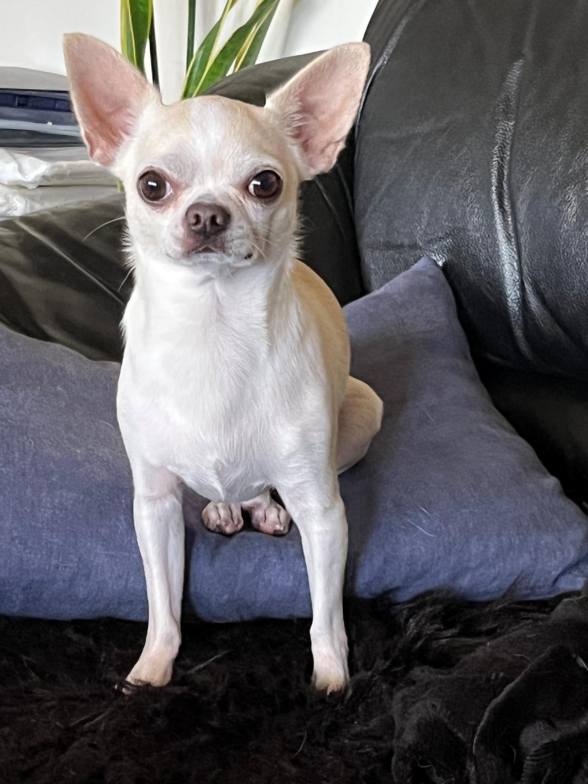 Chihuahua Stars Of Mexico’s Muffi  billede 38