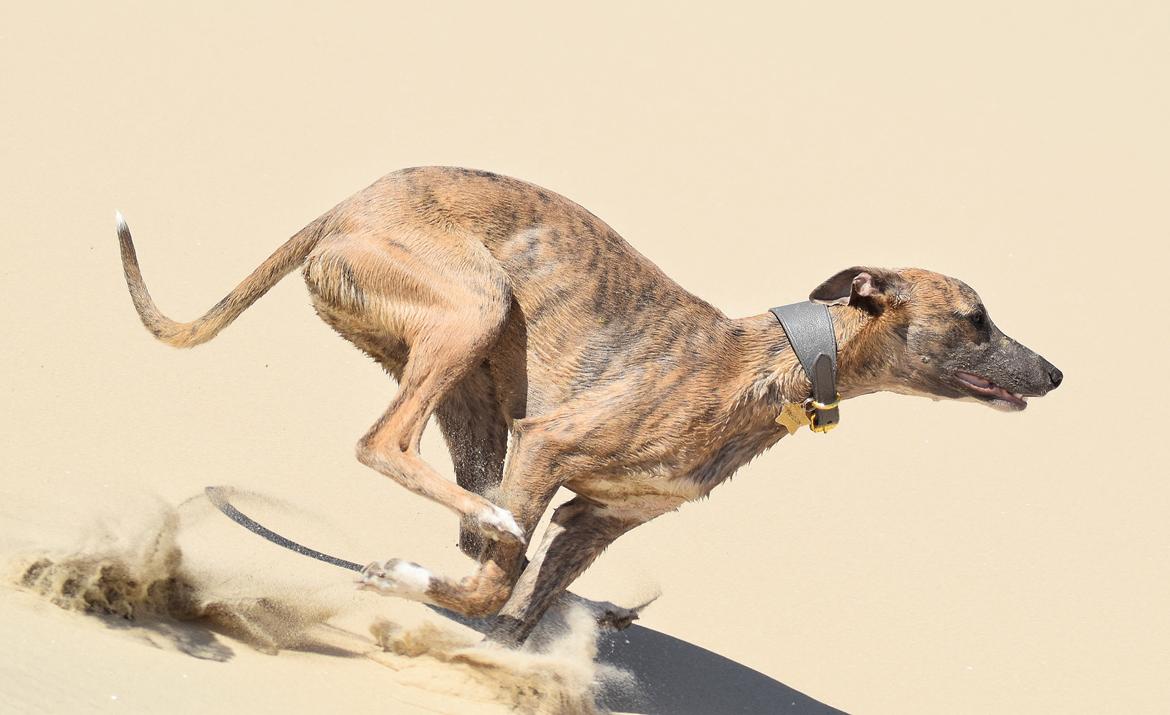 Whippet Falcon (Tanalorn Mr. Quade) billede 15