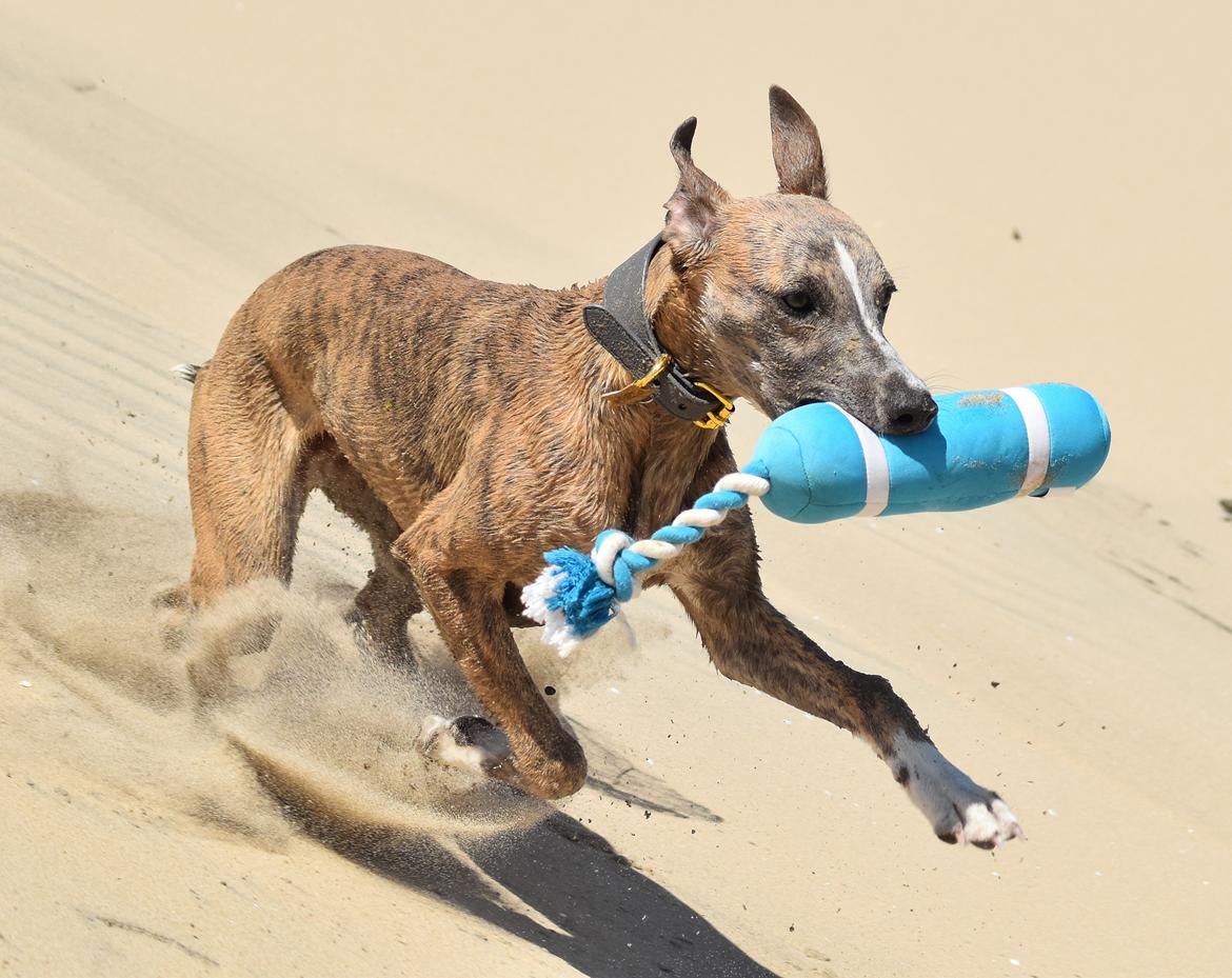 Whippet Falcon (Tanalorn Mr. Quade) billede 17