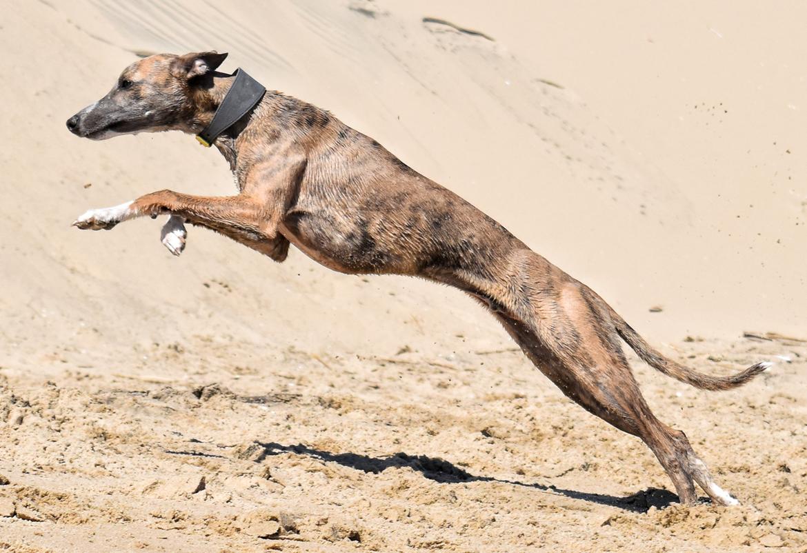 Whippet Falcon (Tanalorn Mr. Quade) billede 14