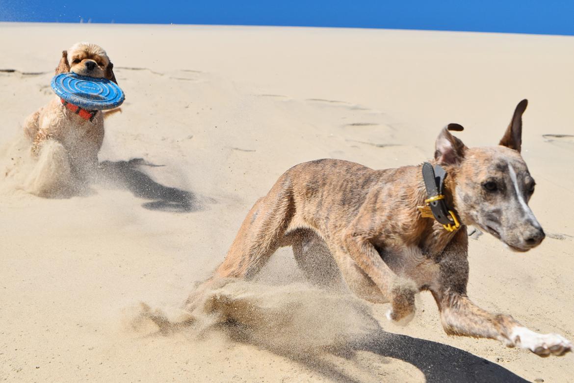 Whippet Falcon (Tanalorn Mr. Quade) billede 12