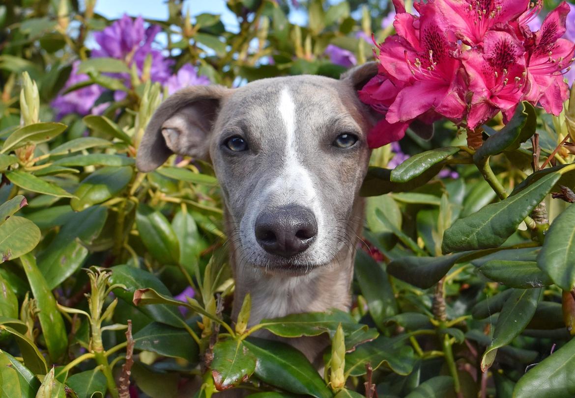 Whippet Falcon (Tanalorn Mr. Quade) billede 13