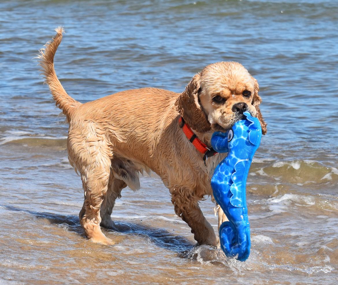 Amerikansk cocker spaniel Viggo Pedersen  billede 39